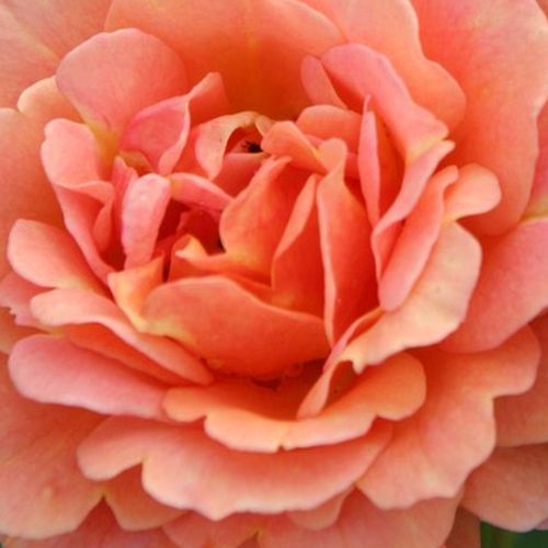 Rosier achat en ligne - Orange - rosiers à grandes fleurs - floribunda - parfum discret - Rosa Lambada ® - W. Kordes & Sons - -